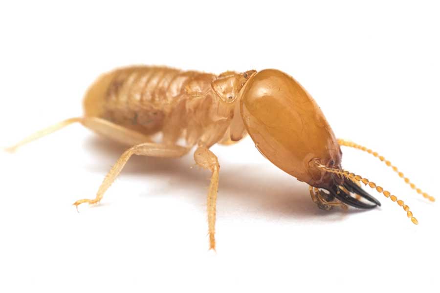 Termite Control Pakistan